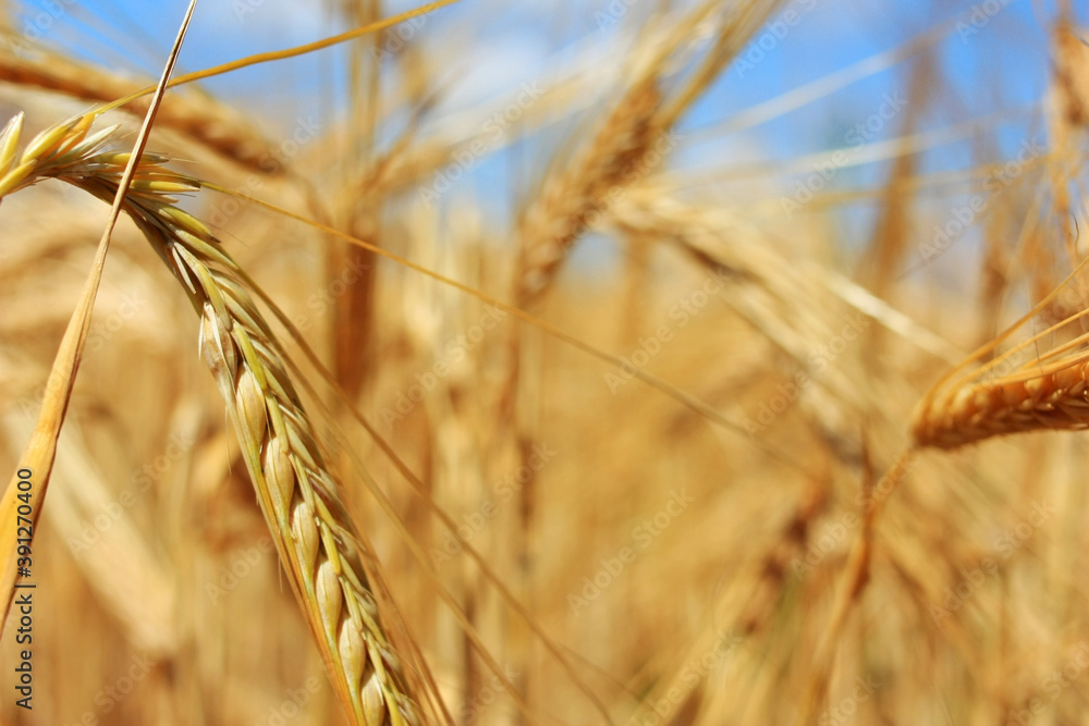 Fototapeta premium Golden ears of wheat in a field