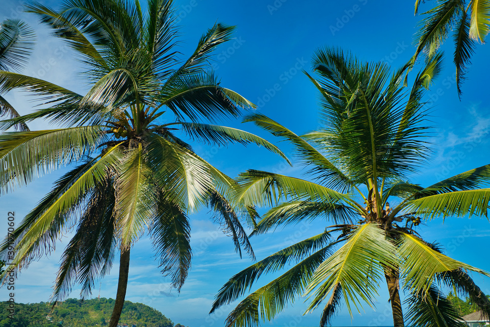 Kokospalmen am blauen Himmel am karibischen Meer, Postermotiv, Traumorte
