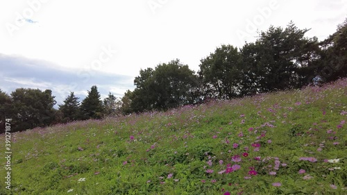 Autumn cosmos blooming on the hill