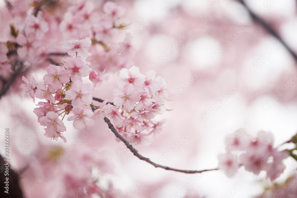 河津桜