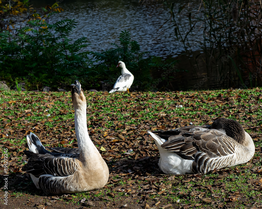 Gans -Afrikanische Höckergans
