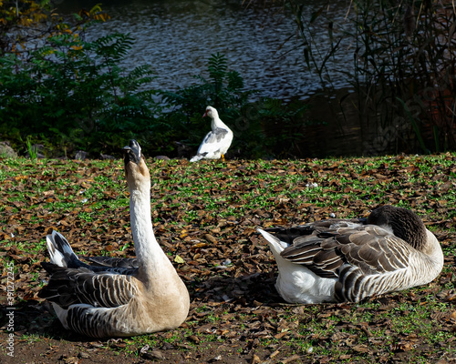 Obraz na płótnie Gans -Afrikanische Höckergans w salonie