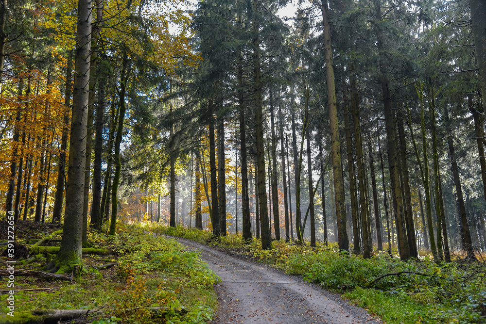 Fototapeta premium Wanderweg im Thüringer Wald