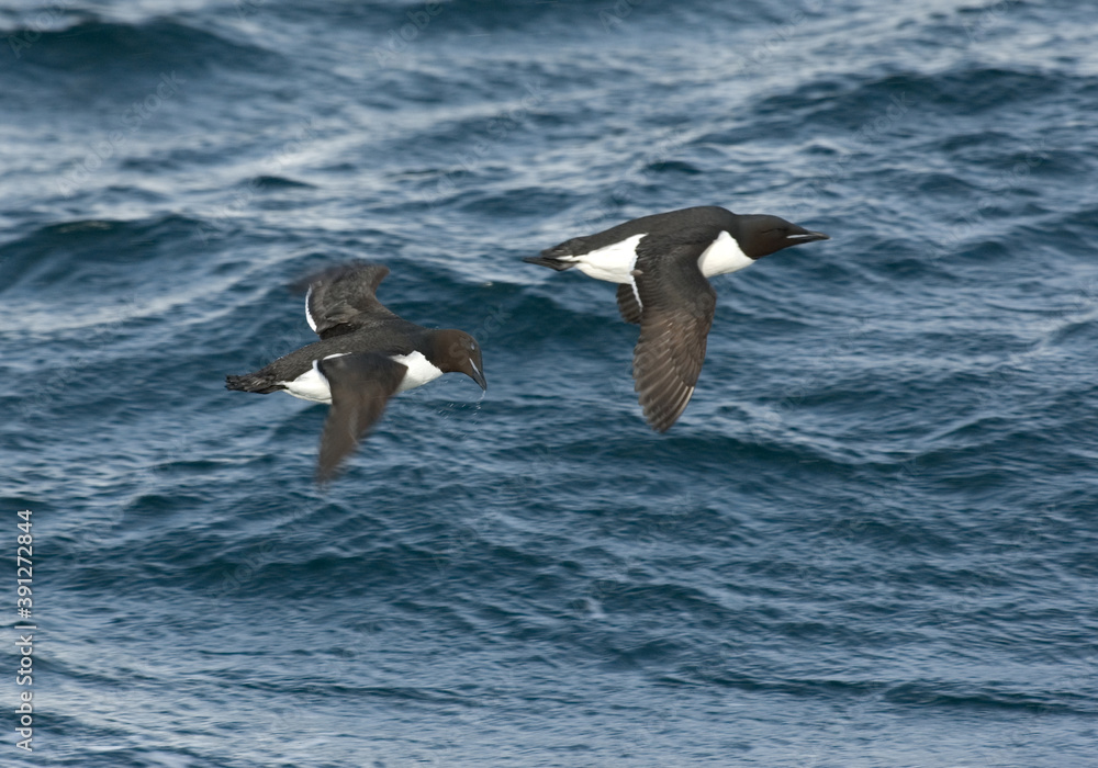 Thick-billed Murre, Uria lomvia Thick-billed Murre, Uria lomvia