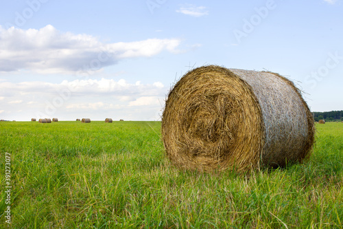 Haystacks in the field against the background of the forest. Farmer's field with haystacks. Landscape of agriculture. Agriculture, mowing, collecting dry grass in stacks.