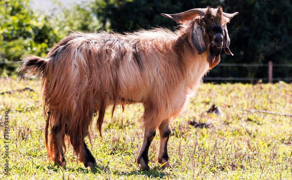 goat on pasture