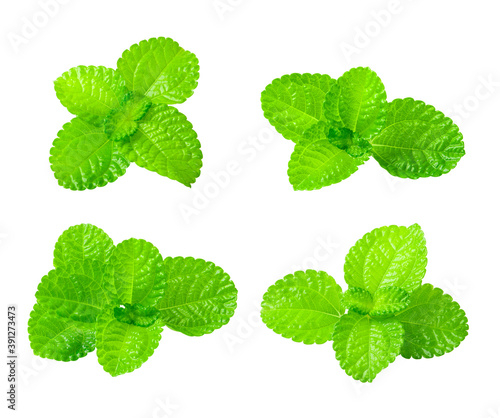 mint leaves isolated on white background.