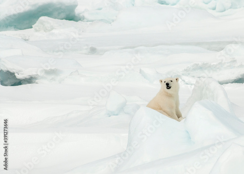 Polar Bear, Ursus maritimus