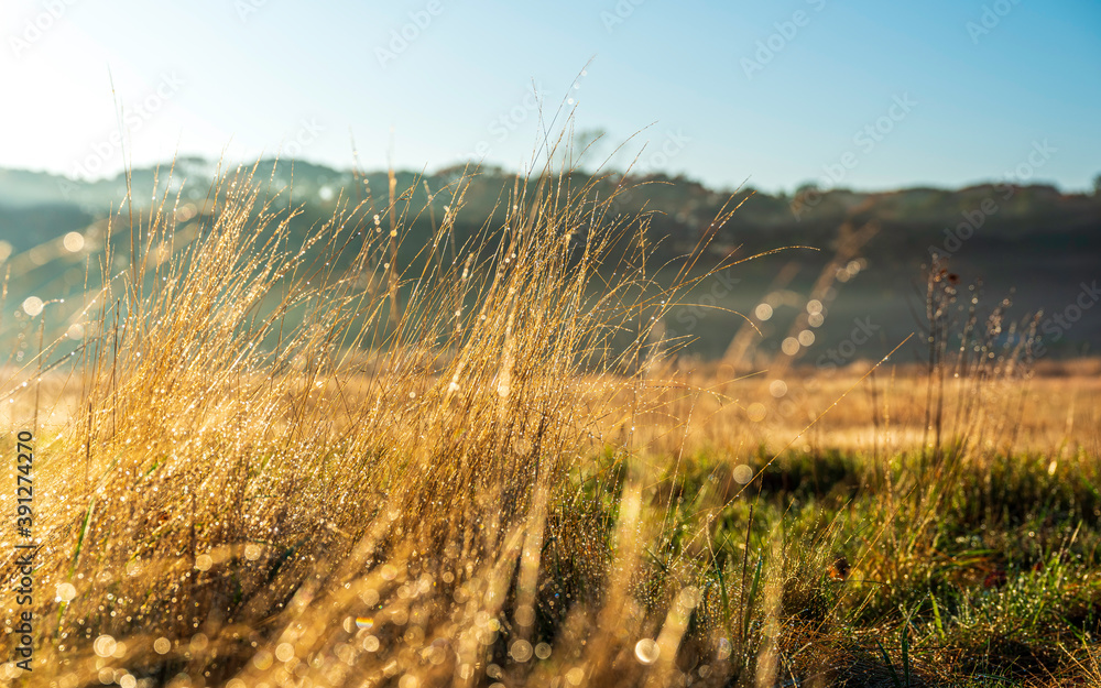 Obraz premium Wild Autumn Grasses with Morning Dews in Foggy Meadow with Forest Background