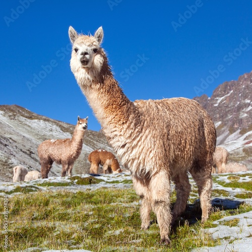 llama or lama, group of lamas on pastureland photo