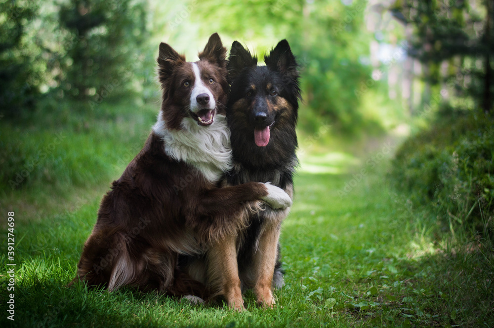 Best dog friends Best dog friends