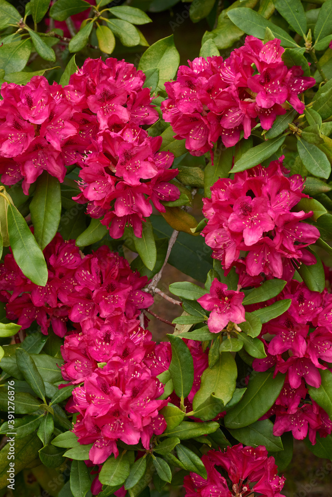Rhododendron Blüten im Frühjahr Rhododendron Blüten im Frühjahr