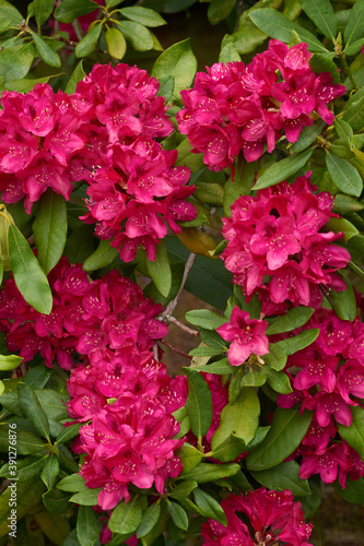 Rhododendron Bl  ten im Fr  hjahr 