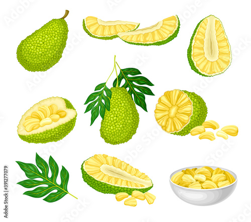 Ripe Bright Green Jackfruit with Seed Coat and Fibrous Core Whole and with Cut Section Vector Set