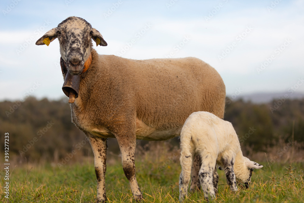 Obraz premium Oveja (madre) junto a su cordero (hijo)