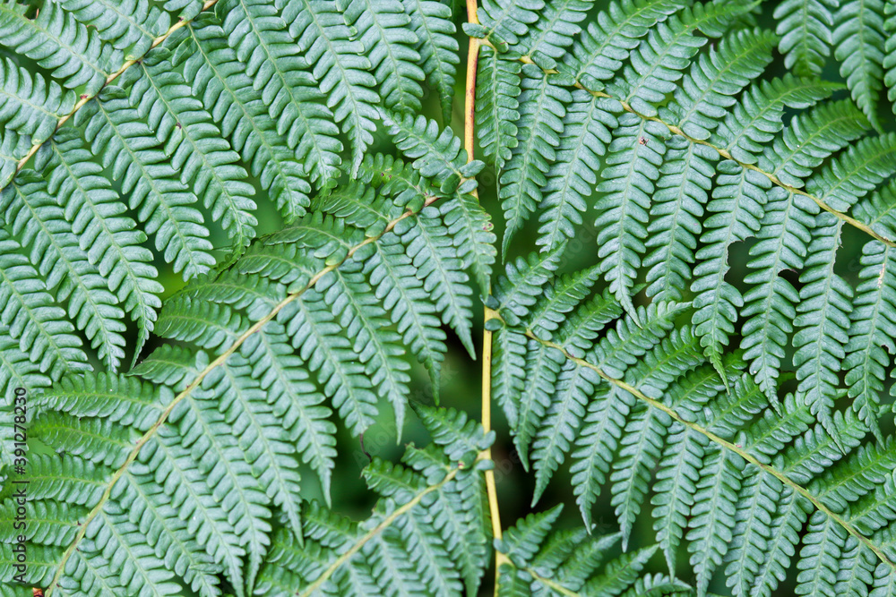 texture of fern leaves with dark green color, suitable for smartphone, tablet and computer wallpapers. can be used for background texture of fern leaves with dark green color, suitable for smartphone, tablet and computer wallpapers. can be used for background