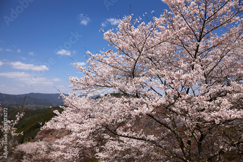Wallpaper Mural 吉野の桜 Torontodigital.ca