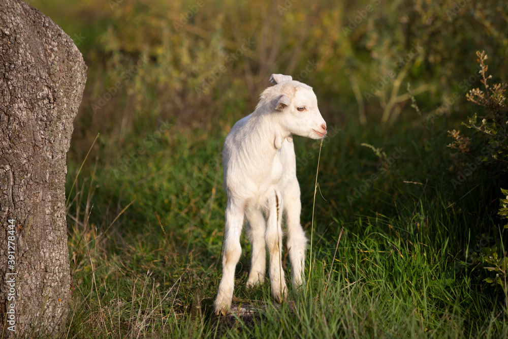 Cabrito blanco pastando entre la hierba Cabrito blanco pastando entre la hierba