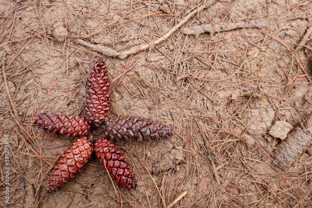 five star-shaped pines against a brown muddy background five star-shaped pines against a brown muddy background