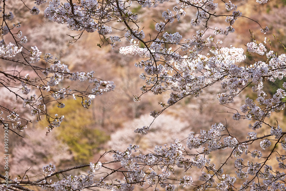 吉野の桜 吉野の桜