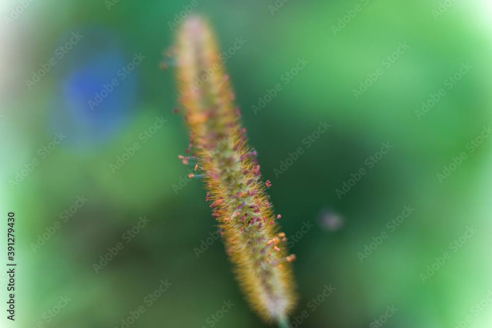 Close up of Soft focus of Blady grass (Grass plume)