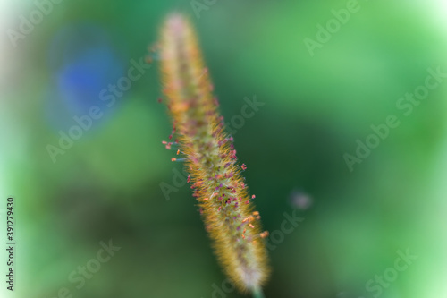 Close up of Soft focus of Blady grass (Grass plume)