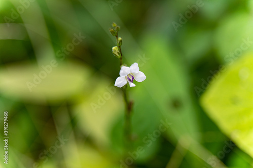 Close up of Bamboo orchid (Arundina graminifolia) in forest photo