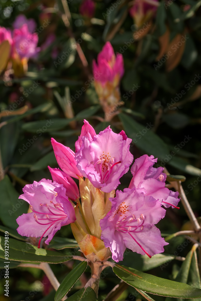 Smirnow Rhododendron (Rhododendron smirnowii) in park Smirnow Rhododendron (Rhododendron smirnowii) in park
