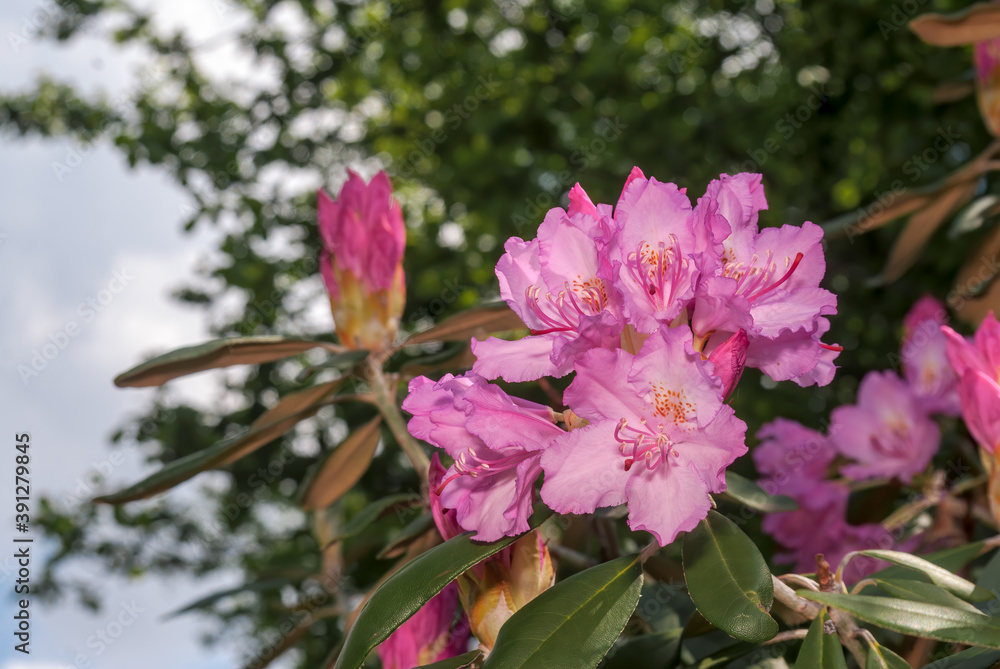 Fototapeta premium Smirnow Rhododendron (Rhododendron smirnowii) in park