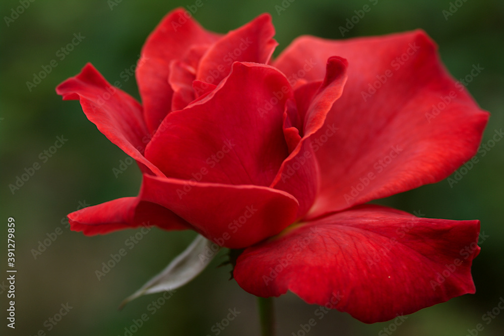 red rose in the garden red rose in the garden