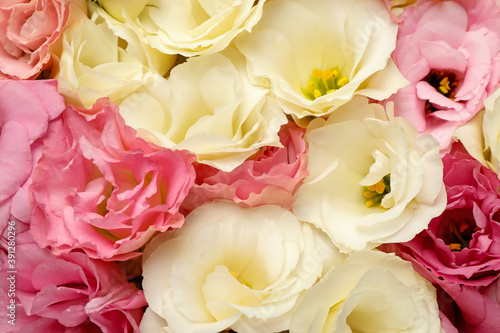 Beautiful blooming Eustoma flowers as background  closeup