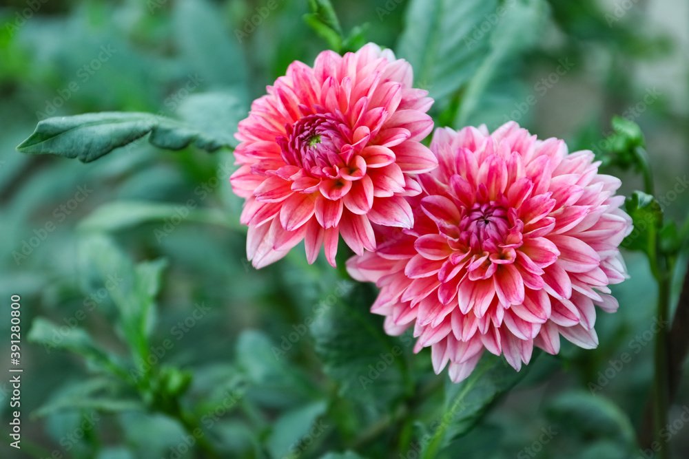 Beautiful blooming pink dahlia flowers in green garden Beautiful blooming pink dahlia flowers in green garden