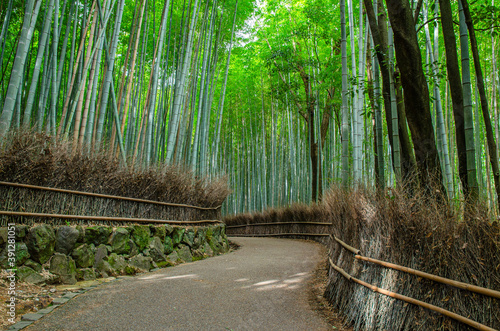 京都嵐山の竹林の道