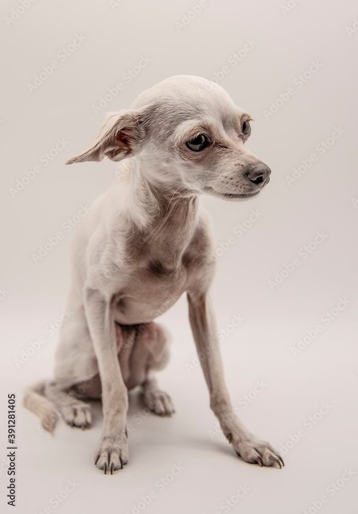 Portrait of a thin white dog on a light gray background. Portrait of a thin white dog on a light gray background.