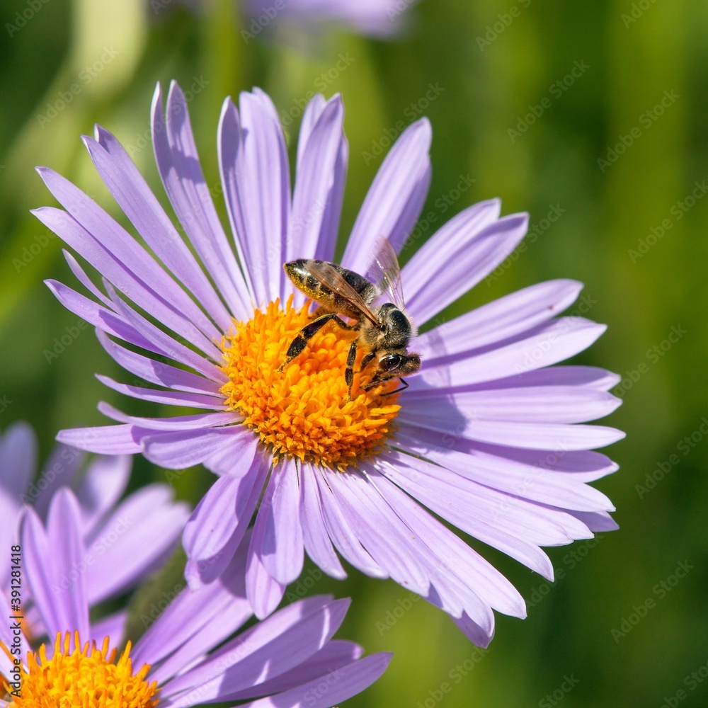 bee or honeybee in Latin Apis Mellifera on flower bee or honeybee in Latin Apis Mellifera on flower