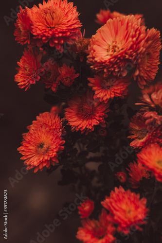 red and yellow chrysanthemums beautiful garden red flowers on the desktop