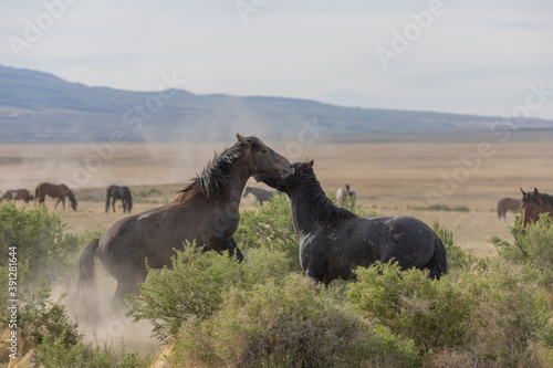 Wild Horse Stallions Fighting in the Utah Desert