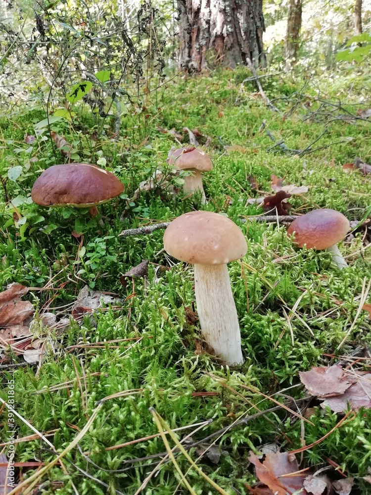 mushrooms in the forest mushrooms in the forest