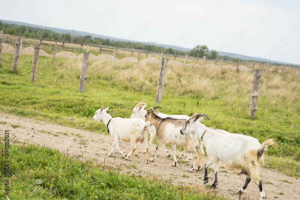 white goats walking in summer