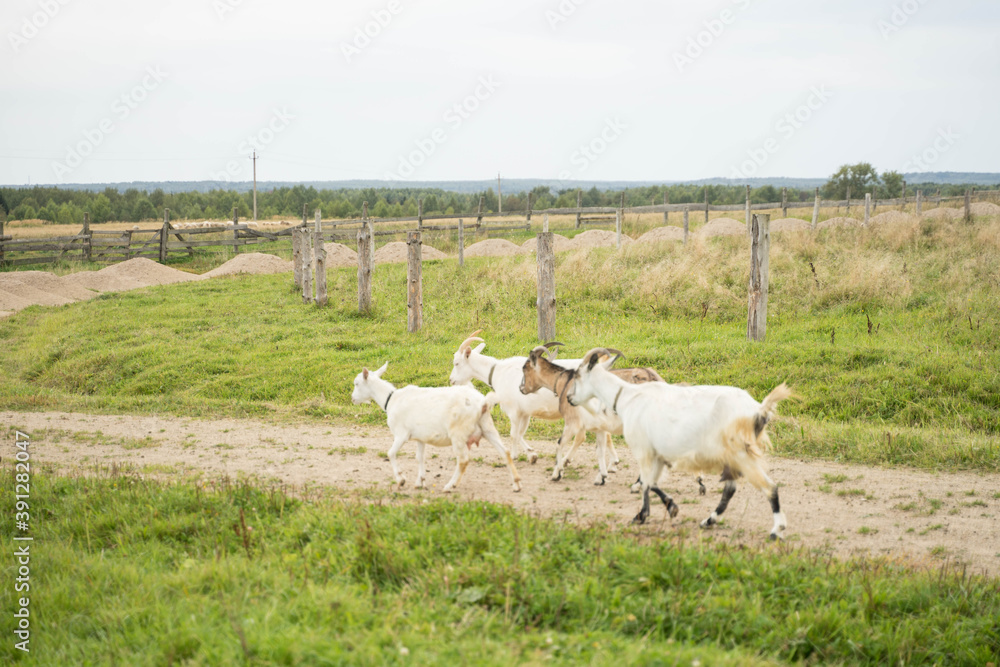 Fototapeta premium white goats walking in summer