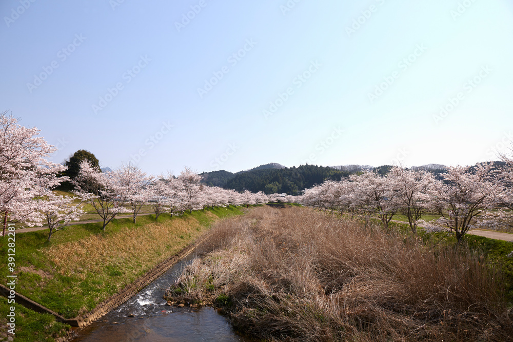 宇陀川桜並木 宇陀川桜並木