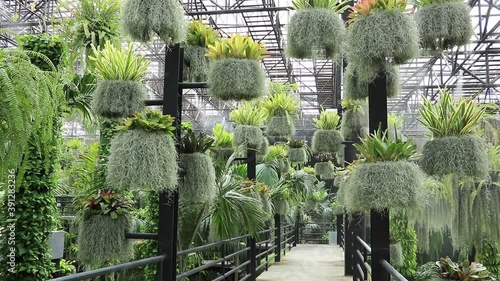 Hanging plants on the sky garden and watering through the sprinklers. photo