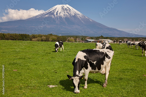 朝霧高原の牛と富士山