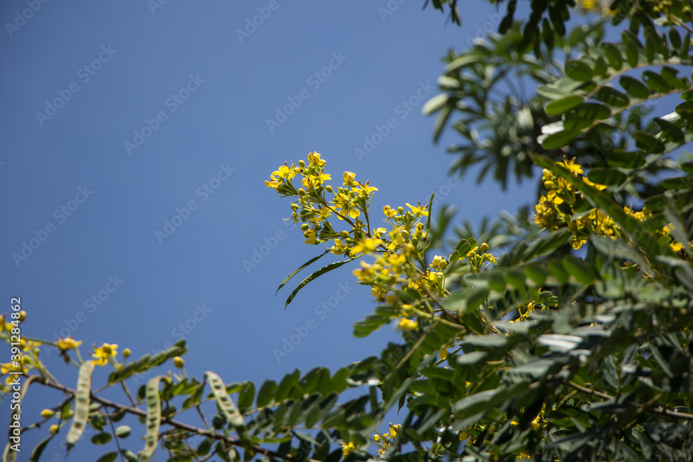Yellow Flower of Thai copper pod or Cassod tree Yellow Flower of Thai copper pod or Cassod tree