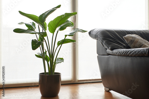 Tableau sur toile Strelitzia nicolai in pot next to a couch.