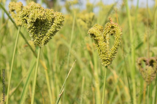 finger millet ( Raagi ) photo with blur background