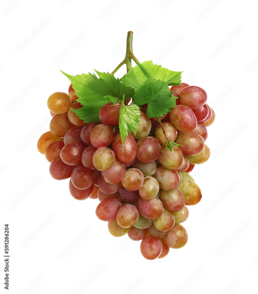 Fototapeta premium Bunch of fresh ripening red grapes with leaves isolated on white