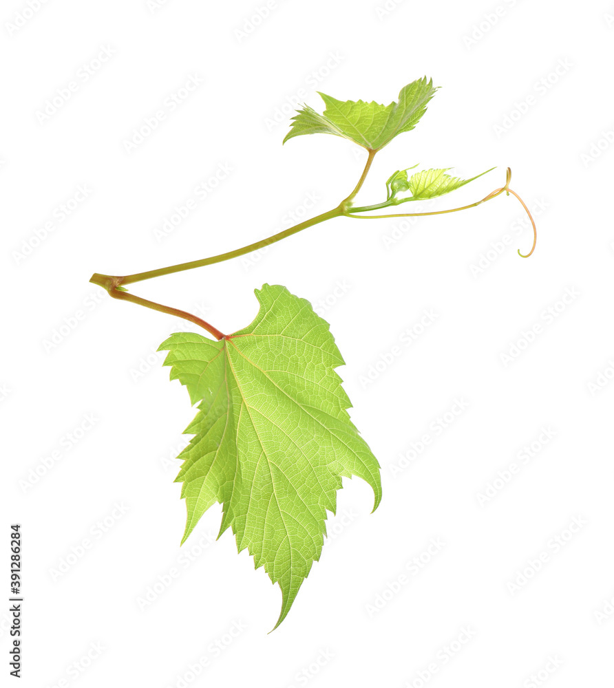 Fototapeta premium Fresh grapevine with leaves isolated on white