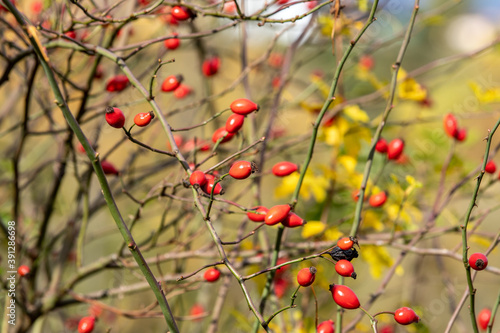 Ripe red rose hips on a shrub