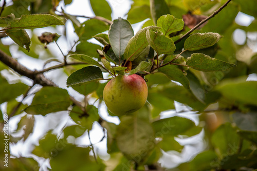 Ripe apple on a tree in autumn